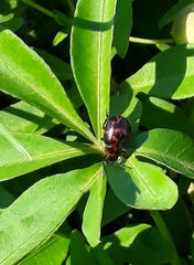 Platyphora congregata