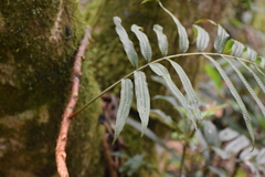 Serpocaulon triseriale