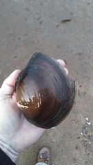 Utterbackiana suborbiculata