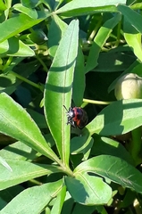 Platyphora congregata