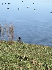 Fulica americana