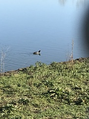 Fulica americana