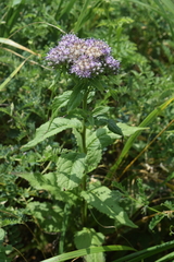 Saussurea acuminata sachalinensis