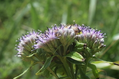 Saussurea acuminata sachalinensis