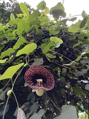 Aristolochia gigantea