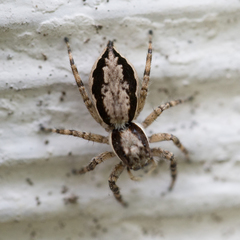 Menemerus bivittatus