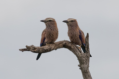 Coracias naevius mosambicus