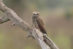Coracias naevius mosambicus