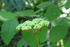 Viburnum scabrellum