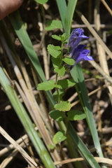 Scutellaria strigillosa