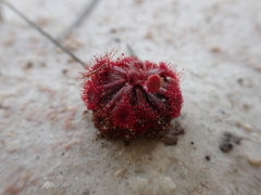 Drosera esmeraldae