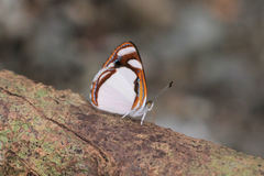 Dynamine agacles core