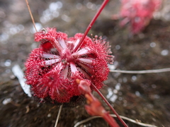 Drosera esmeraldae
