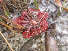 Drosera esmeraldae