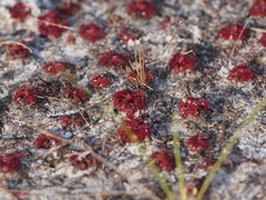 Drosera esmeraldae