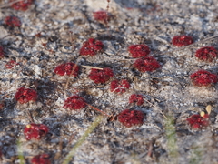 Drosera esmeraldae