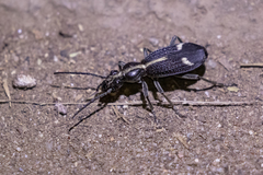 Cypholoba graphipteroides