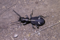 Cypholoba graphipteroides