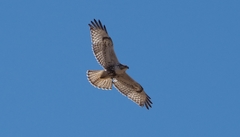 Buteo jamaicensis × Buteo lagopus