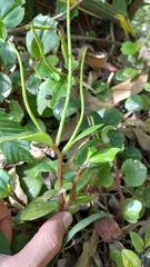 Peperomia glabella