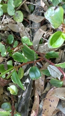 Peperomia glabella