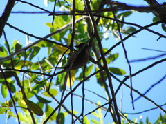 Picumnus olivaceus