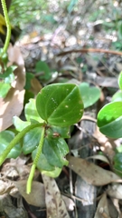 Peperomia glabella