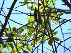 Picumnus olivaceus