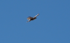 Buteo jamaicensis × Buteo lagopus