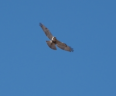 Buteo jamaicensis × Buteo lagopus