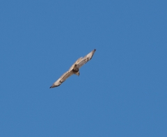 Buteo jamaicensis × Buteo lagopus