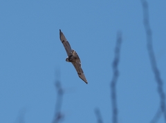 Buteo jamaicensis × Buteo lagopus