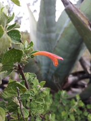 Clinopodium tomentosum