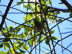 Picumnus olivaceus