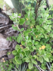 Clinopodium tomentosum