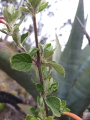 Clinopodium tomentosum