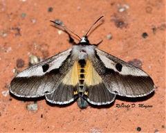 Euscirrhopterus discifera