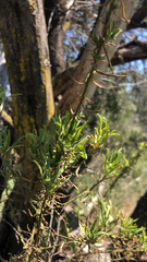 Baccharis paniculata