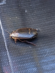 Acilius abbreviatus