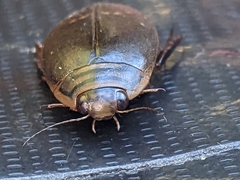 Acilius abbreviatus