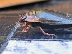Acilius abbreviatus