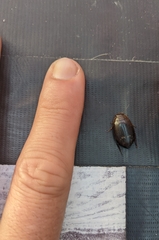 Acilius abbreviatus