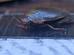 Acilius abbreviatus