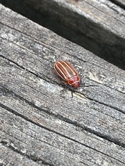 Disonycha conjugata