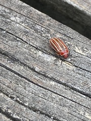 Disonycha conjugata