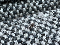 Araneae