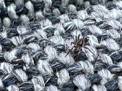 Araneae