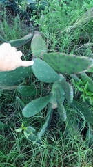 Opuntia bonaerensis