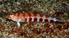 Harlequin Sandperch photo 4