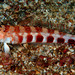 Harlequin Sandperch - Photo (c) FishWise Professional, some rights reserved (CC BY-NC-SA)
